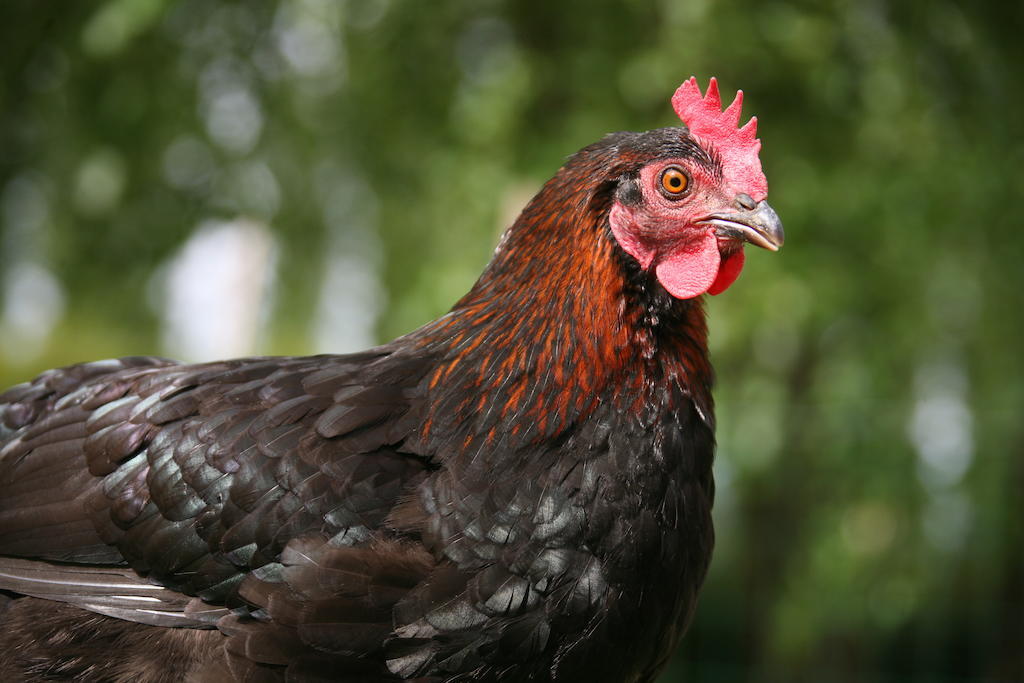 Gite De La Ferme Des Crins Blancs Villa Hazebrouck Camera foto