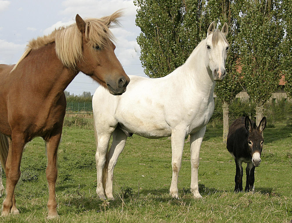 Gite De La Ferme Des Crins Blancs Villa Hazebrouck Camera foto
