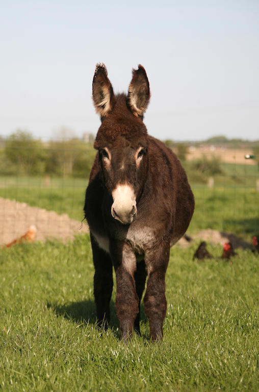 Gite De La Ferme Des Crins Blancs Villa Hazebrouck Esterno foto