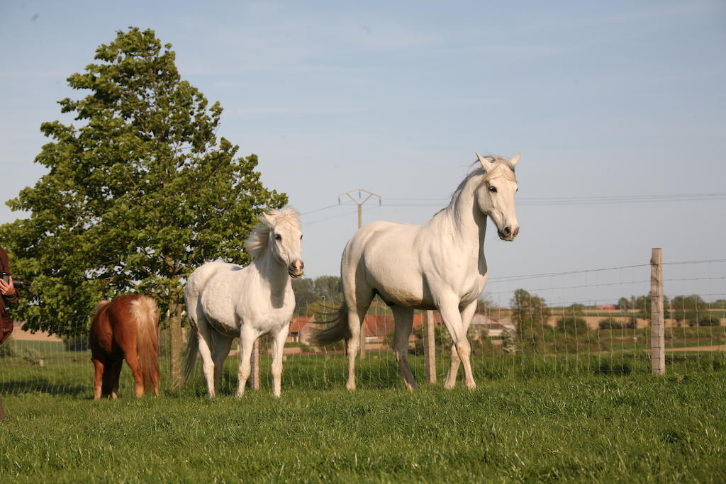 Gite De La Ferme Des Crins Blancs Villa Hazebrouck Esterno foto