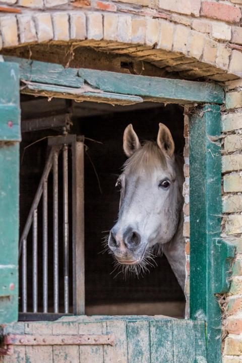 Gite De La Ferme Des Crins Blancs Villa Hazebrouck Esterno foto