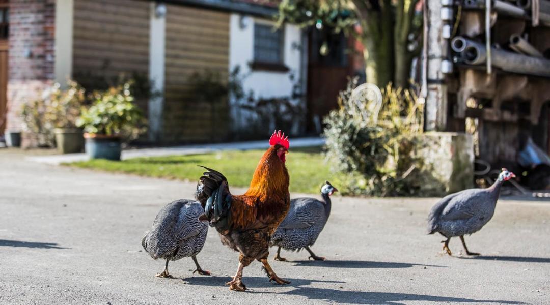 Gite De La Ferme Des Crins Blancs Villa Hazebrouck Esterno foto